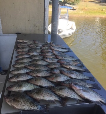Swofford Crappie